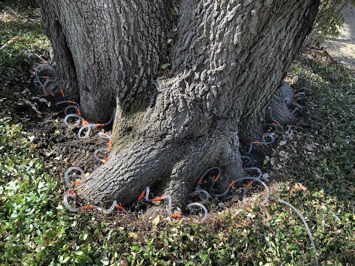 Detailed Tree Cabling and Bracing job site in Weyauwega