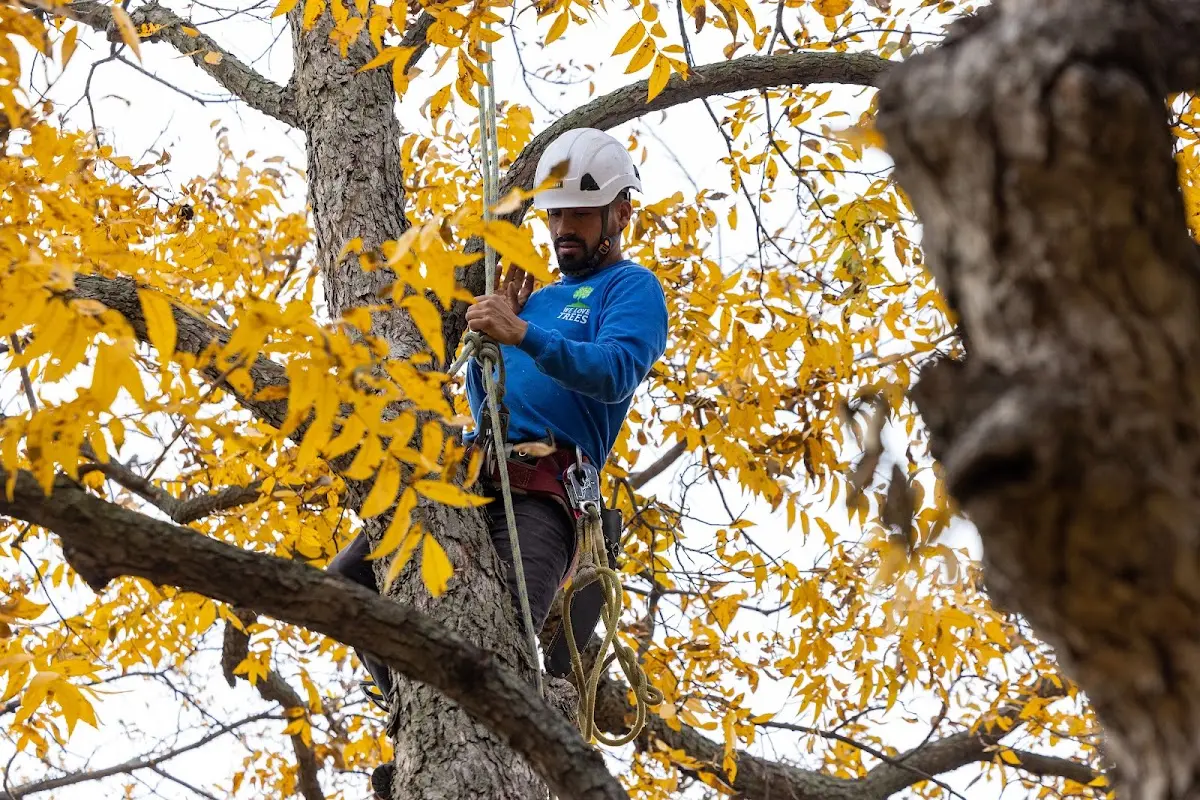 Skilled Tree Planing crew working in Weyauwega
